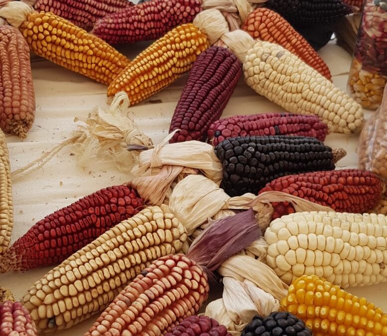 Feria del maíz nativo en Ixtenco, resistencia y exigencia